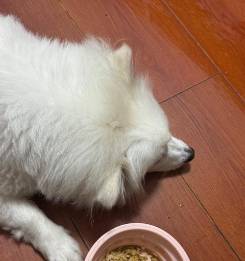 银狐犬的喂养指南（喂养方法和注意事项助你打造健康快乐的宠物生活）