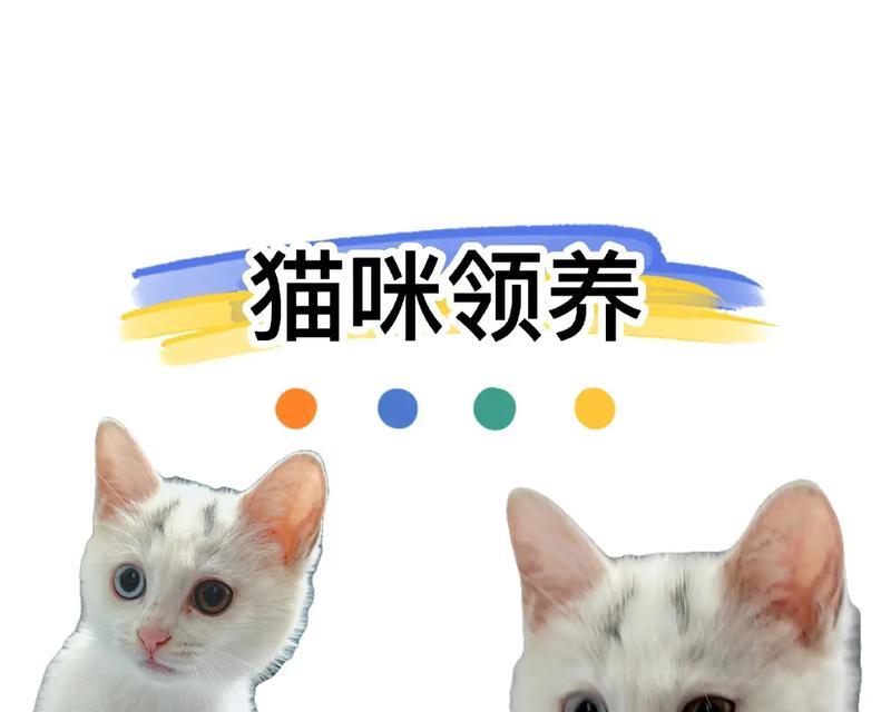 揭秘猫的排便频率之谜（三个月的猫，拉屎有何规律？）