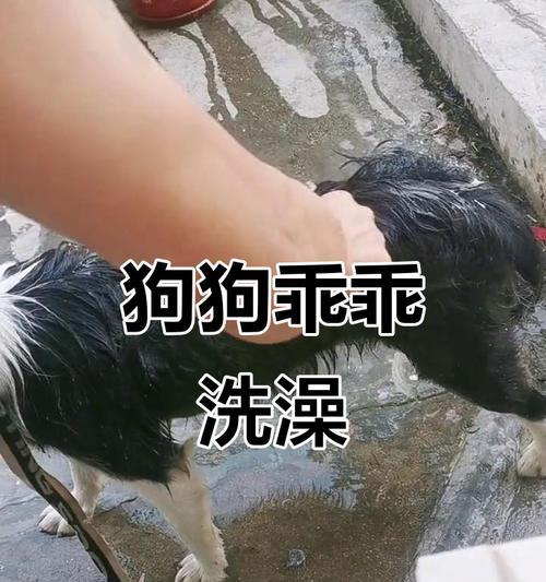 配完狗后多久可以洗澡？（狗狗适宜洗澡的时间和注意事项）