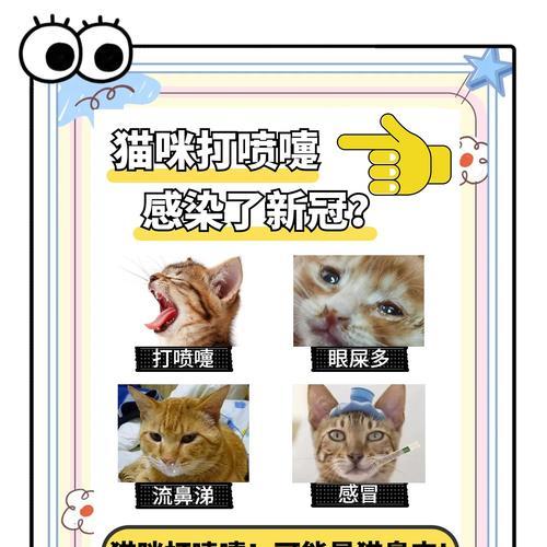 猫鼻支治疗费用详解（了解猫鼻支治疗费用及如何帮助猫咪恢复健康）