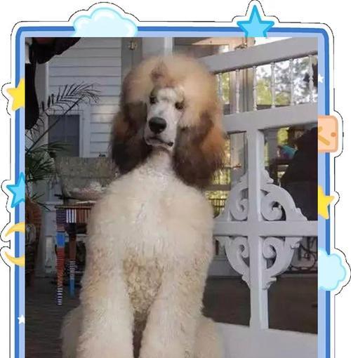 贵宾犬毛色大盘点——美丽多彩的贵宾犬（贵宾犬共有多少种颜色及其特点）