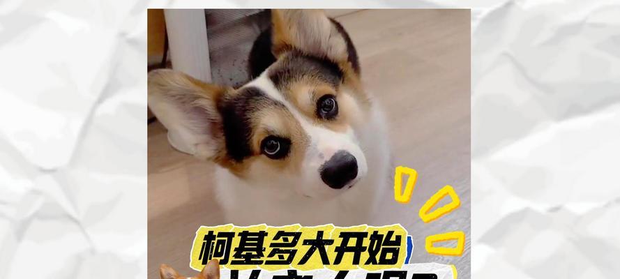 柯基训练时间究竟需要多久？（揭秘柯基训练的时间要求和关键诀窍）