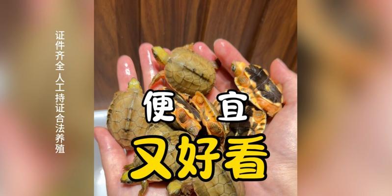 金钱龟的养殖与照顾（打造一个舒适的家园，金钱龟健康成长）