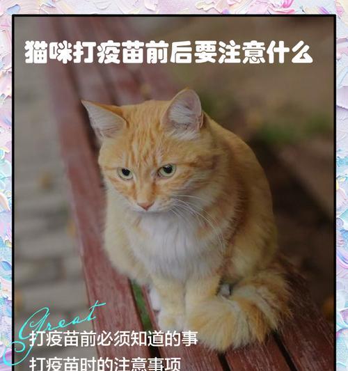 猫咪疫苗接种时间表解析（了解猫咪疫苗接种时机的重要性）