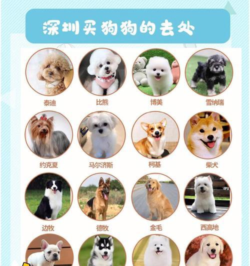 寻找买狗好的网站，让您的宠物之旅更轻松（购买宠物狗前必知的买狗网站推荐及相关信息一网打尽）