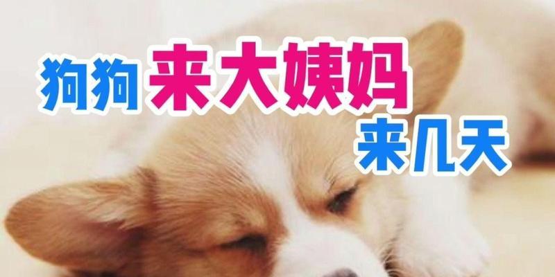 母狗姨妈周期及注意事项（了解母狗的姨妈周期，关注狗狗的健康与幸福）