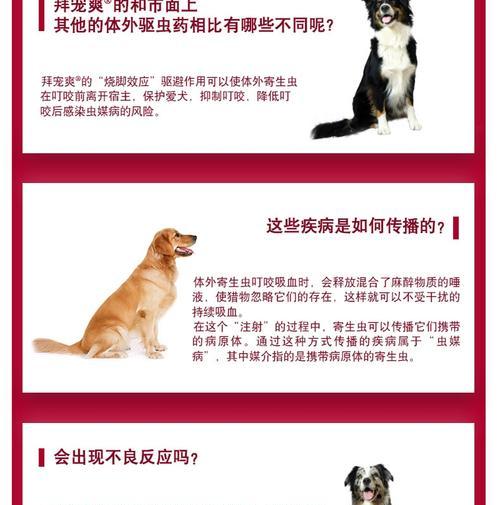 母狗产后多久能进行驱虫？（了解合适的时机保护母狗的健康）