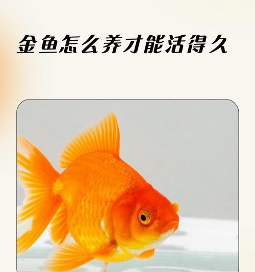 金鱼不喂食能坚持多久？（金鱼的存活能力及其适应能力的探究）