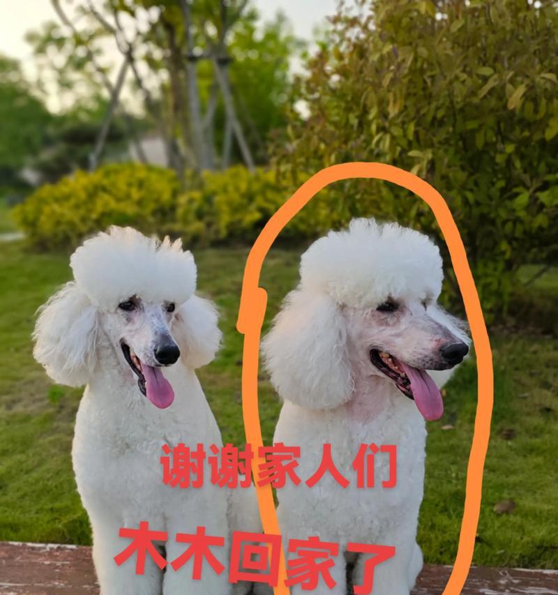 狗狗丢失后的漫长归家之路（失去，追寻，相聚）