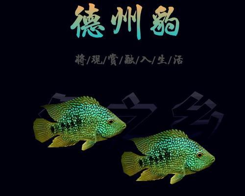 德州豹鱼（德州豹鱼的特征、习性与保护）