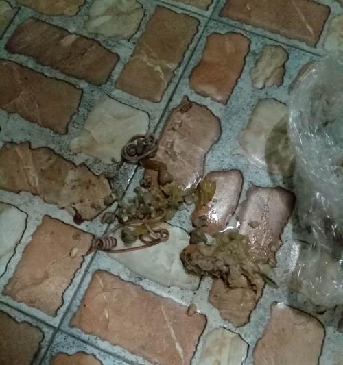 狗狗肠道健康的重要性（为什么要定期给狗狗驱虫？）