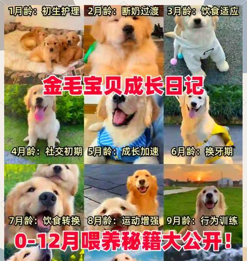 金毛犬四个月换牙的时间及注意事项（了解金毛犬换牙时间，保持口腔健康）