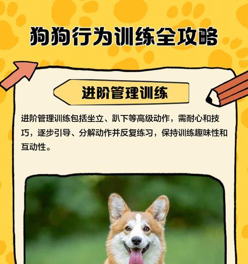 狗狗训练动作大全（掌握关键动作，提升狗狗技能）