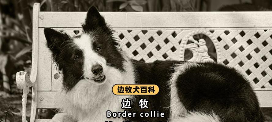 宠物狗食老鼠药能活多久？（探究宠物狗摄入老鼠药的影响及其潜在危害）