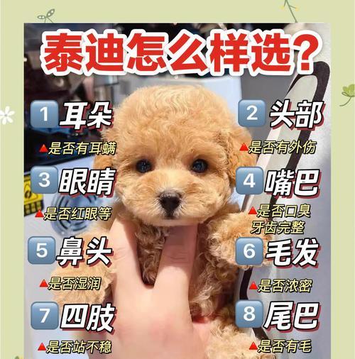 泰迪犬的表现如何认主人？（探究泰迪犬认主人的行为表现及原因）
