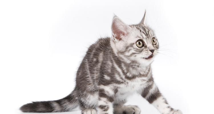 猫咪的体型分类及特点（探索猫咪的体型多样性，从小巧娇小到庞大威猛）