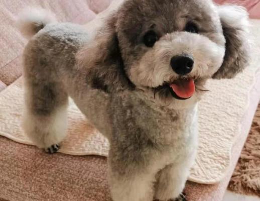 宠物狗意外受伤的急救方法（保护你的爱犬免受伤害，学会正确的急救措施）