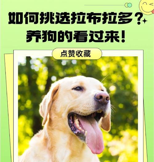 拉布拉多幼犬的喂养常识，让他们健康成长（了解适合拉布拉多幼犬的饮食和喂养时间，助力其健康成长）