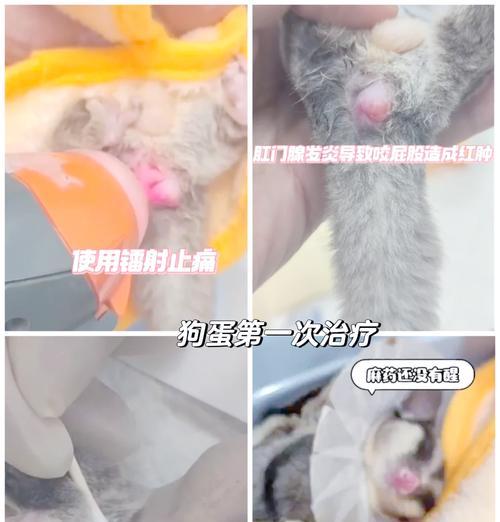 如何避免狗狗肛门腺发炎？（定期护理清洁是关键）