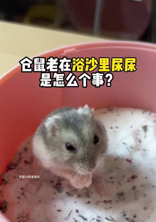 仓鼠洗澡的频率及注意事项（探索仓鼠洗澡的最佳频率和正确方法）