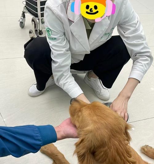 养金毛的人不适合的人群（金毛宠物的养育条件和适应性调查）