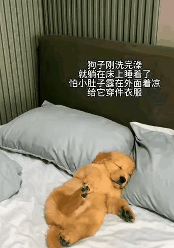 小金毛出生后多久可以洗澡？（如何正确安排小金毛的洗澡时间与频率）