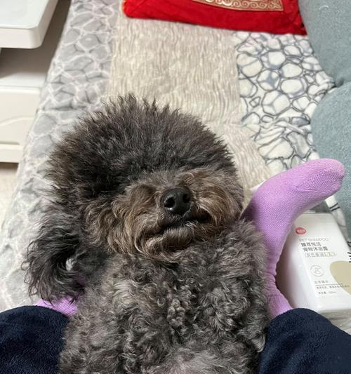 狗狗打疫苗多久能搬家？（疫苗接种时间的重要性及影响）