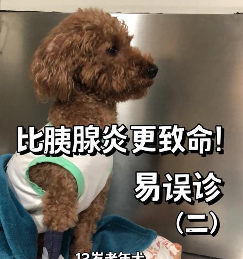 狗狗挂盐水需要多久？（探究狗狗挂盐水的时间和效果）