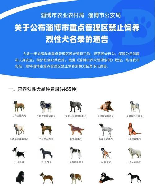 卡斯罗犬的价格及训练方法（了解卡斯罗犬的市场价格和有效的训练方法）