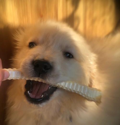 金毛幼犬疫苗接种时间及注意事项（打疫苗的最佳时间、免疫力提升、副作用与预防措施）