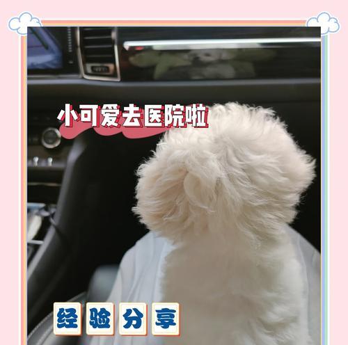 狗狗新抱回家后，打疫苗的重要性及时间安排（为了宠物狗狗的健康，疫苗接种不可忽视）