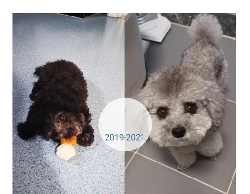 泰迪犬的毛发为什么会返灰？（探究泰迪犬毛发返灰的原因和周期）