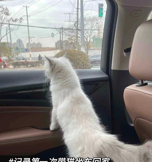 小猫带回家的最佳时机（了解小猫适宜离开母猫的时间和条件）