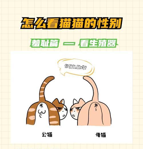 揭秘猫咪交配的攻击行为（为什么公猫会攻击？）