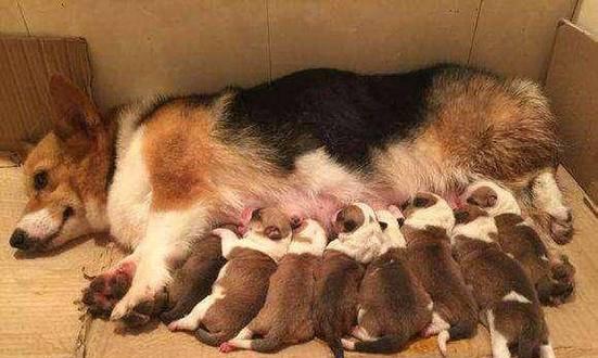 柯基犬怀孕多久生？-柯基犬的繁殖周期及生产过程解析（柯基犬的怀孕周期、分娩过程以及幼崽护理）