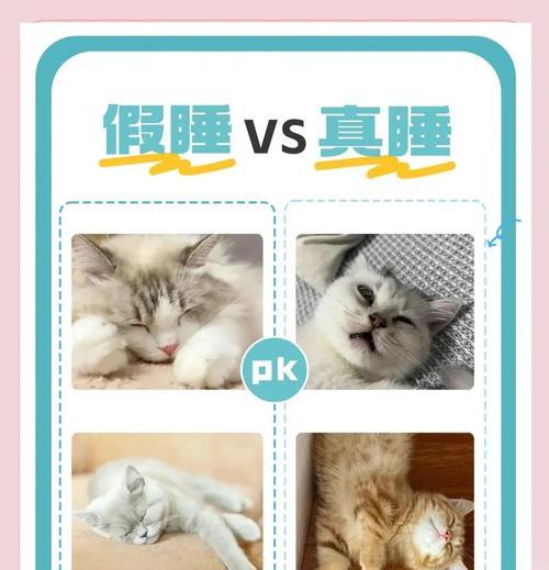 猫晚上能睡多久？（探究猫咪的睡眠习惯与需求）