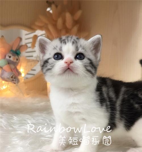美短毛色定型的时间和方法（探秘美短猫毛色的发展历程及定型技巧）
