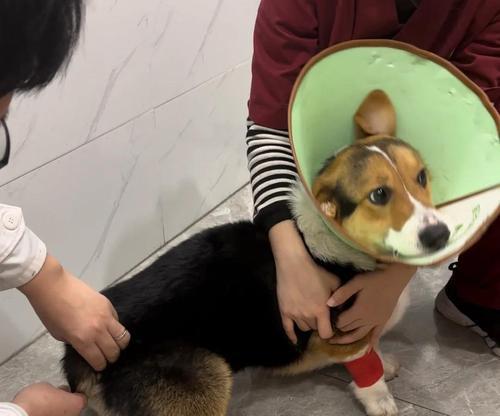 狗狗发烧的症状及判断方法（了解狗狗发烧的表现与判断，做好宠物健康护理）