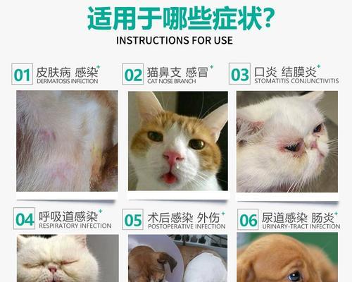 狗狗感冒的处理方法（狗狗感冒的症状和治疗建议）