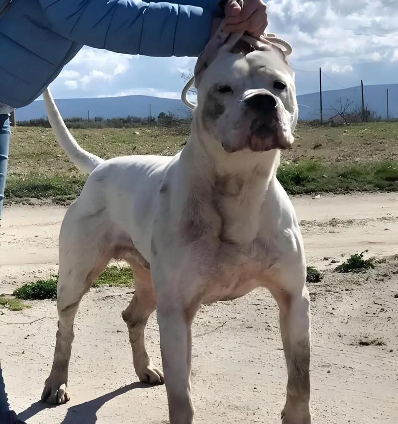 纯种杜高犬的价格和鉴别方法（了解纯种杜高犬的市场价格及如何正确判断其纯度）