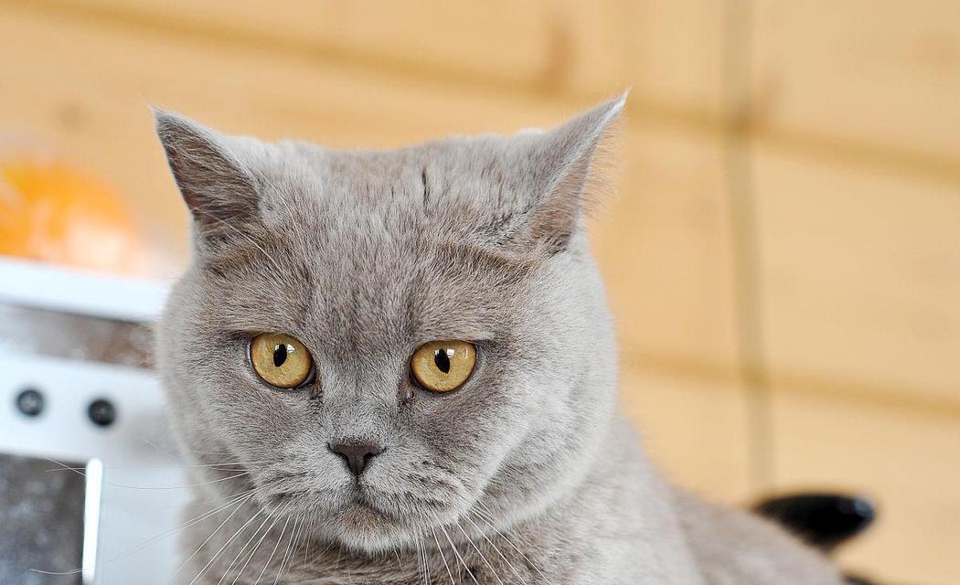猫眼的多样性（揭示不同猫眼种类的奥秘，让我们更了解猫的独特之处）