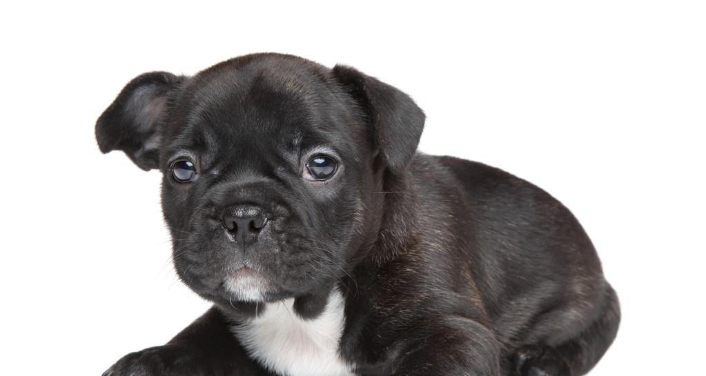 科学饲养法国斗牛犬幼犬（培养健康快乐的法斗犬宝宝，）