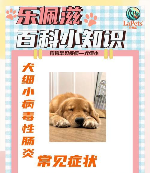狗感染细小病毒后能存活多久？（深入探讨犬细小病毒感染后的存活时间及管理方法）