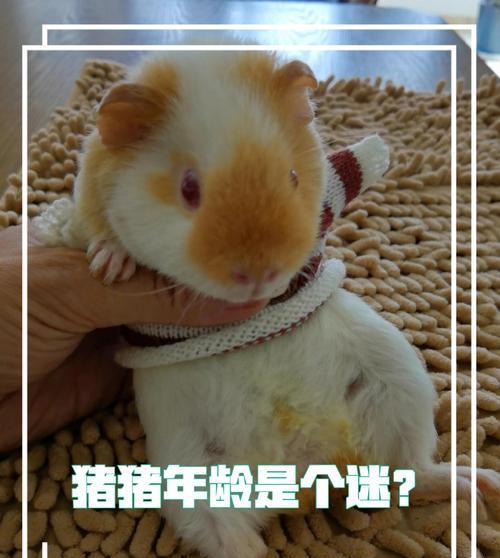 养一只荷兰猪需要多少成本？（了解荷兰猪的养殖成本及其可爱之处）