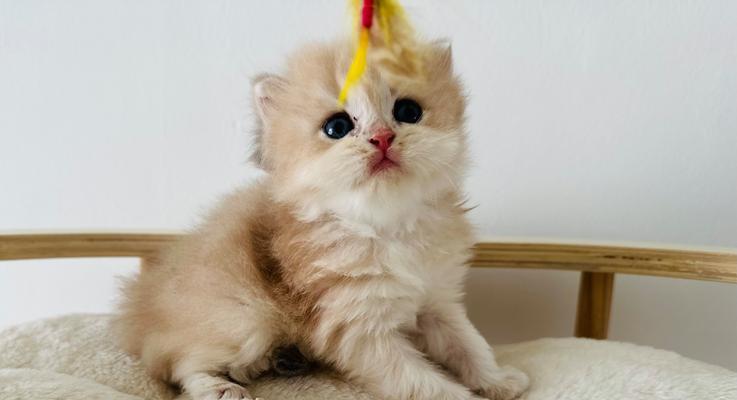 猫的消炎针能持续多久？（揭秘猫咪消炎针的有效期及关键因素）