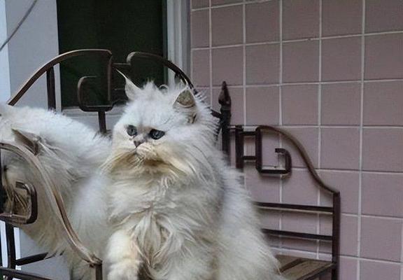 金吉拉猫（探寻金吉拉猫的价格之谜）