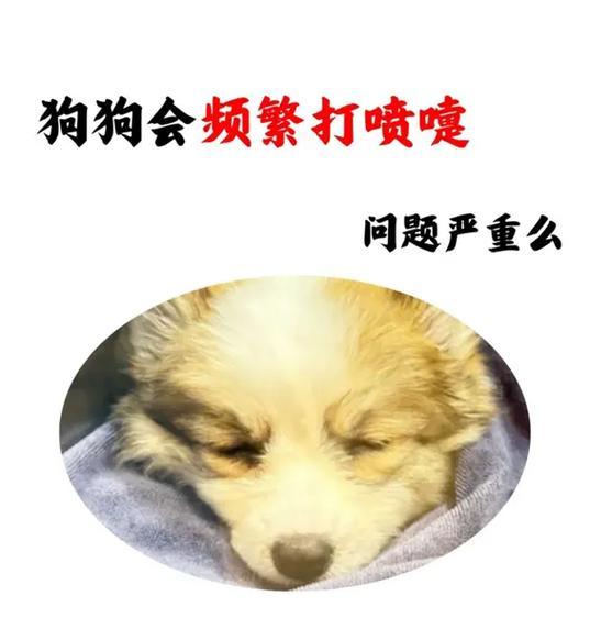 狗狗为什么经常打喷嚏？（探究狗狗打喷嚏的原因与解决方法）