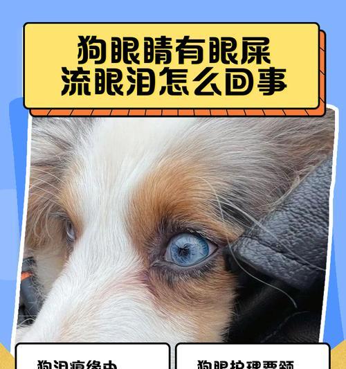 狗狗眼屎多的原因及解决方法（揭开狗狗眼屎多的背后原因，帮助你解决眼屎问题）