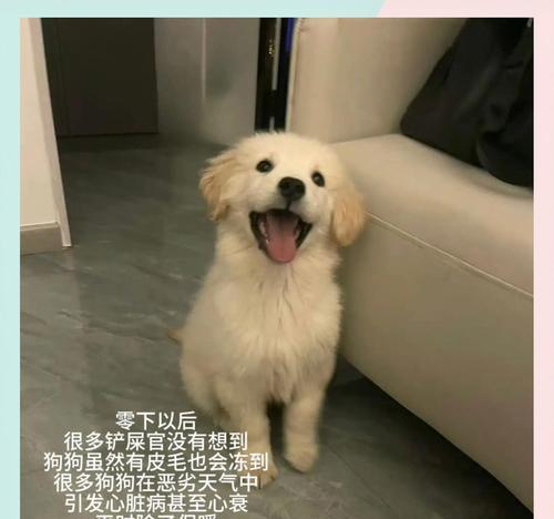 狗喘气的持久力有多长？（了解狗喘气的持续时间及其关键因素）