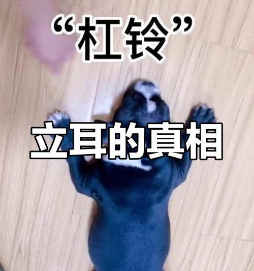 法斗耳朵立起来需要多久？（探究法斗耳朵长大过程中的时间因素）